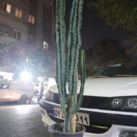 کاکتوس،  افوربیا چند ساله