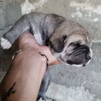 توله ماده