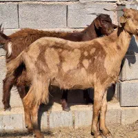 بز کهردار دورگ تکاوری