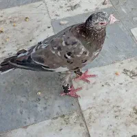 دم سفید|پرنده|بیرجند, |دیوار
