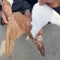 کبوتر چپ سرخ