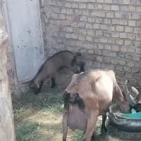 بز آلپاین