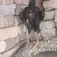 جوجه لاری