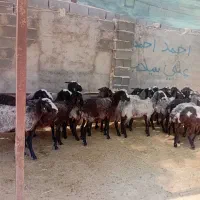 گوسفند میش جوان