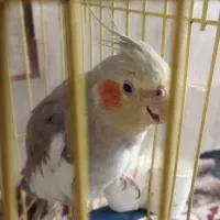 عروس هلندی ماده