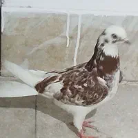 کفتر