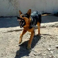 سگ ژرمن نر