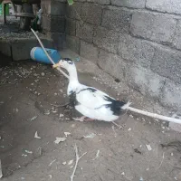 اردک