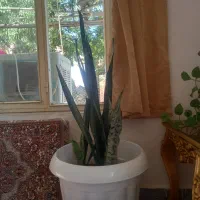 گل سانسورها