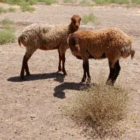 یک جفت کاور بره ماده یکساله دودندان گلگی