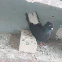 کفتر دمسفید