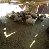 کاور فروشی حدودی جفتی۷۰کیلو است
