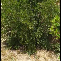 هرس کردن انواع درخت و درست کردن ثمر نخل