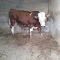 گاو نر