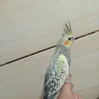 عروس