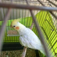 عروس هلندی ماده آماده جوجه کشی