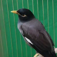 مرغ مینا سخنگو