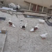 فروش کبوتر