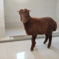بره  گوسفند