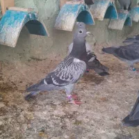 جوجه  پلاکی