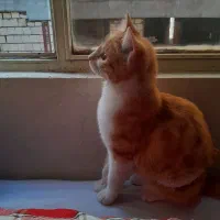 گربه بومی نجات یافته