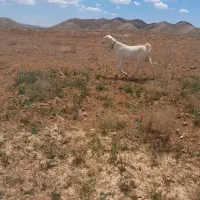 ۳دونه بز گلابی
