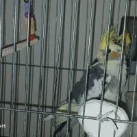 عروس هلندی