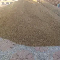 گندم آبی