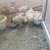 جوجه رنگی