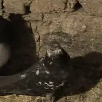 ماده گم شده