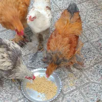 جوجه برهما 5ماهه
