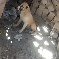 توله سراب