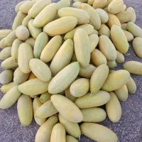 خربزه مشهدی