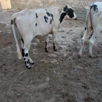 گوساله داشتی