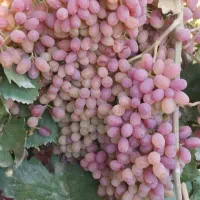 خانه باغ ویلایی سند تک برگ
