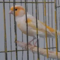 قناری موزایکی نر