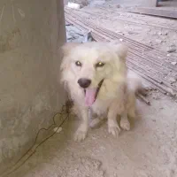سک پامر