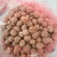 گردو