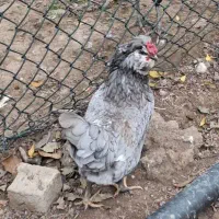 تخم نطفه دار گلین چهل تاج اصیل کاکل و ریش دار