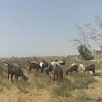 بز مری خانگی