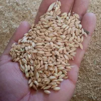 گندم نارین برای نان