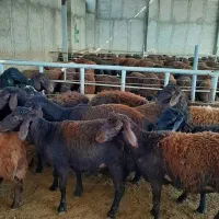 قربانی حجاج گوسفند زنده