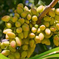 مشاوره وپیوند پسته