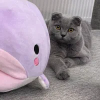 گربه اسکاتیش ماده