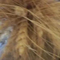 عسل طبیعی
