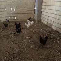 مرغ و خروس تمگذار ومحلی