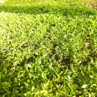 نشا گوجه فرنگی