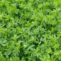بذر یونجه