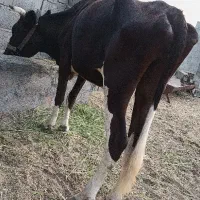 گاو|حیوانات مزرعه|میناب, |دیوار