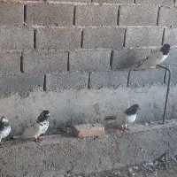 کبوتر کله دم سبز
